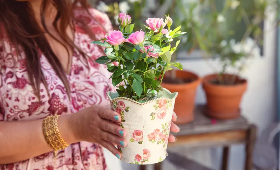 Next Day Delivery Plants from 1-800-Flowers.com (up to 50% off)
