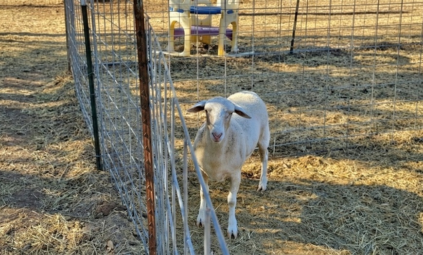 Image 4: Family Farm Experiences with Animal Encounters in San Antonio