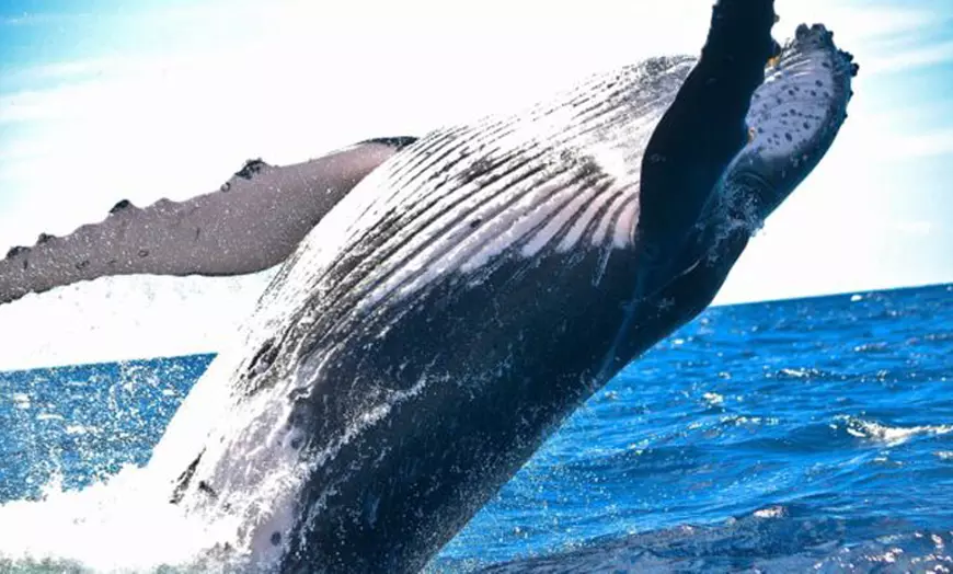 Image 1: 120-Min Noosa Whale / Dolphin Watching Experience for 1 Adult or Child