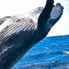 Image 1: 120-Min Noosa Whale / Dolphin Watching Experience for 1 Adult or Child