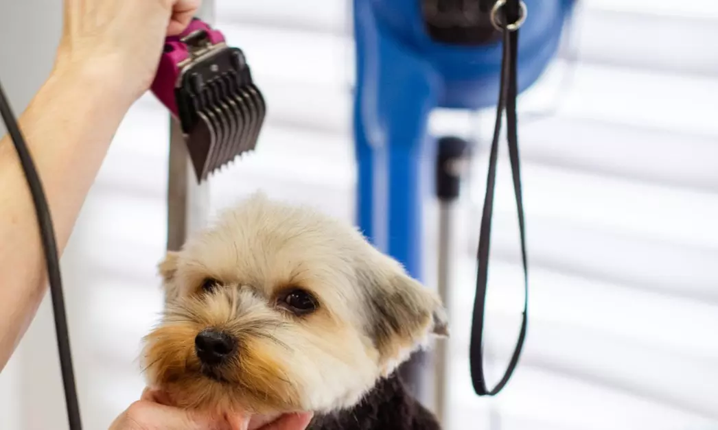 Full Dog Groom with Wash, Trim & Blow Dry for Long-Haired Breeds