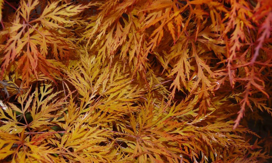 Image 10: Mixed Japanese Acer Palmatum Potted Plants