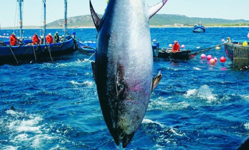 Image 9: Degusta el exquisito atún de Barbate con un menú especial de maridaje