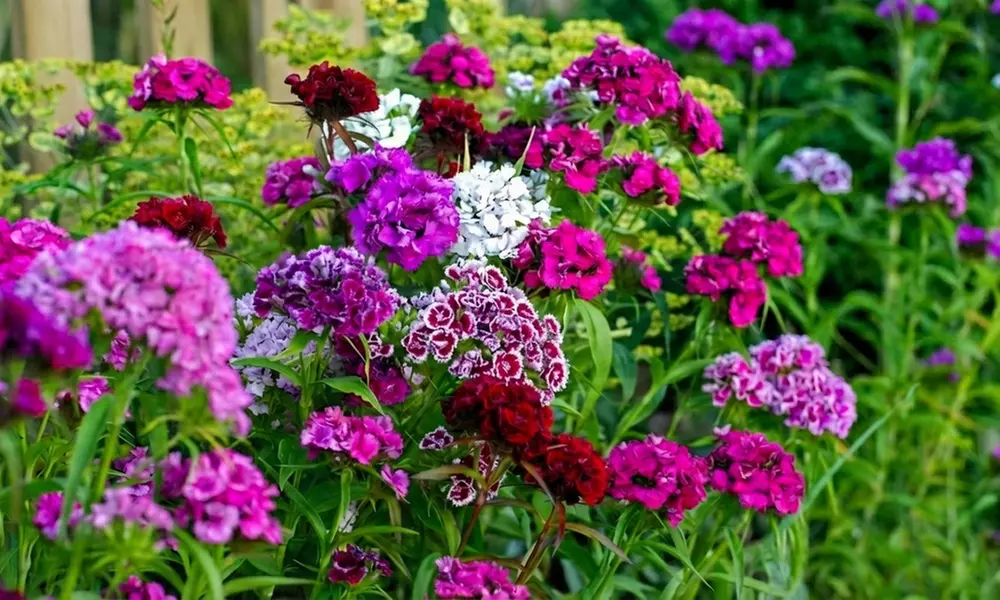 24 Wildlife Friendly Perennial Plants