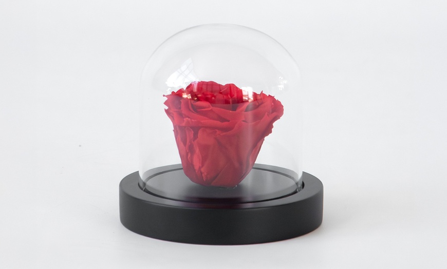 Image 1: Echte rode roos onder stolp 