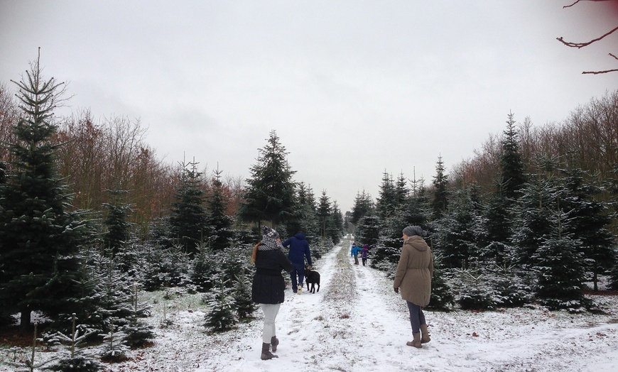 Image 6: Premium-Weihnachtsbaum zum Selbstschlagen inkl. 4 Heißgetränke