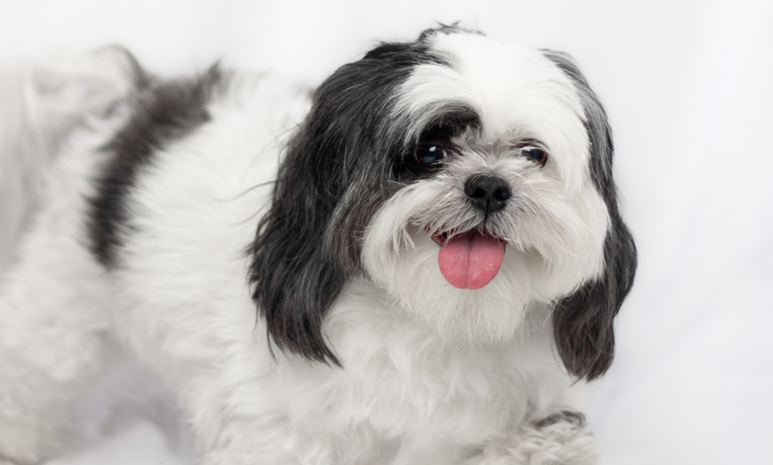 Image 4: 30-Min Pet Photoshoot – Solo or with Owner + Photo Package Included
