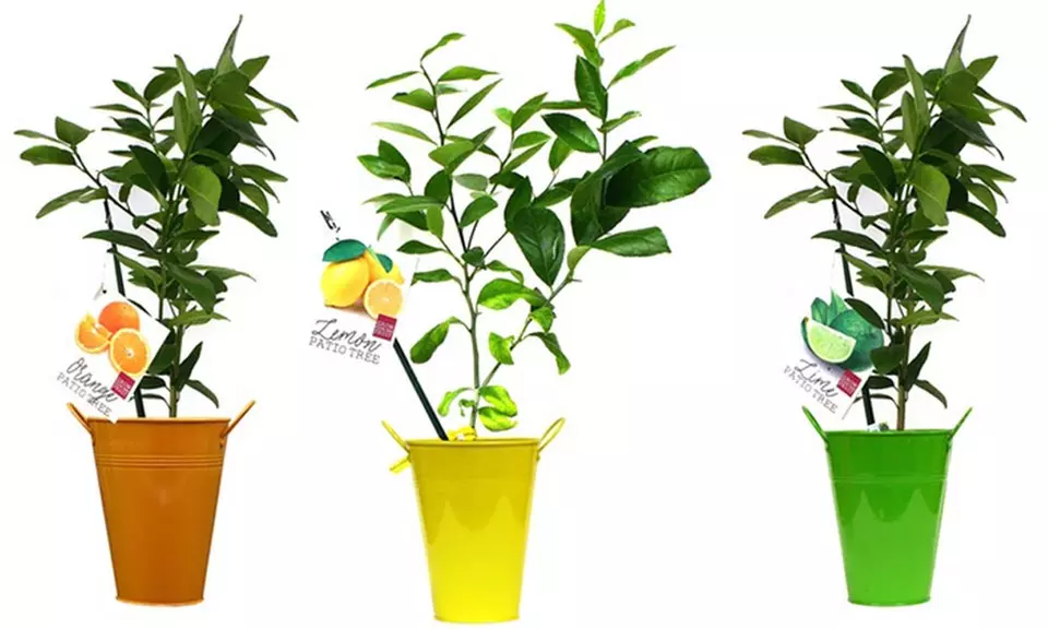 Navel Orange, Persian Lime, or Lemon Citrus Tree in Planter - Primary Image