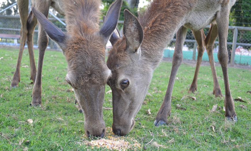 Image 6: Thrilling 4WD buggy tours and engaging animal encounters await
