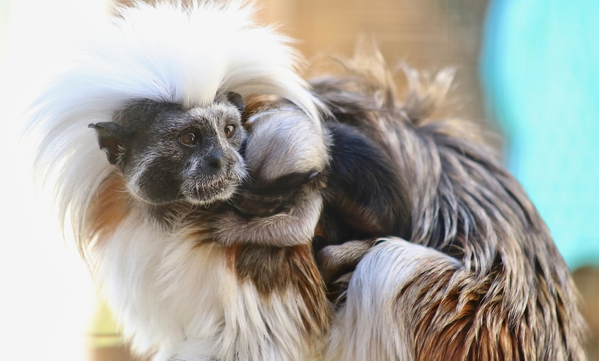 Image 5: Experience Wildlife - Admission to North Florida Wildlife Center