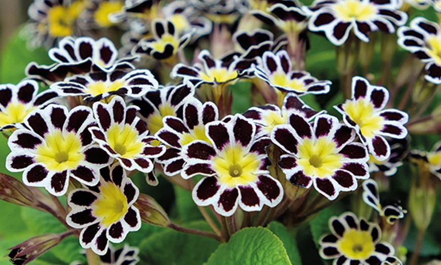 Image 2: Spring-Flowering Mixed Primula Collection - up to 10 Plants