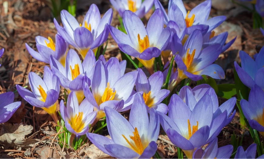 Image 1: 30 or 60 Crocus Tricolor Bulbs – Spring-Flowering Tricolor Display