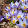 Image 1: 30 or 60 Crocus Tricolor Bulbs – Spring-Flowering Tricolor Display