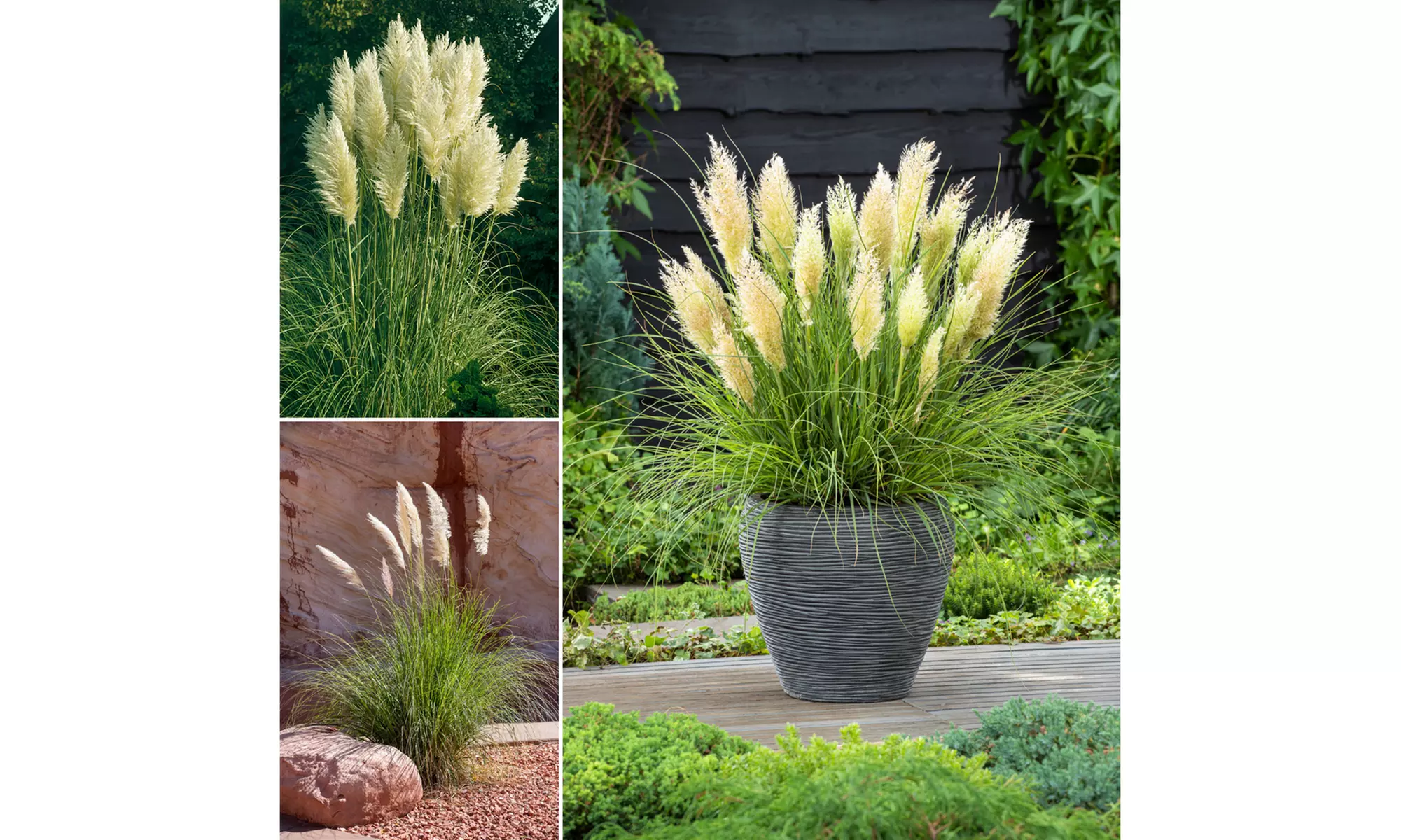 3x oder 6x Pampasgras