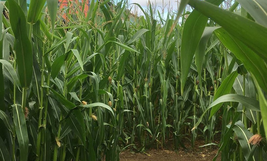 Image 2: Maize Maze Entry for Two