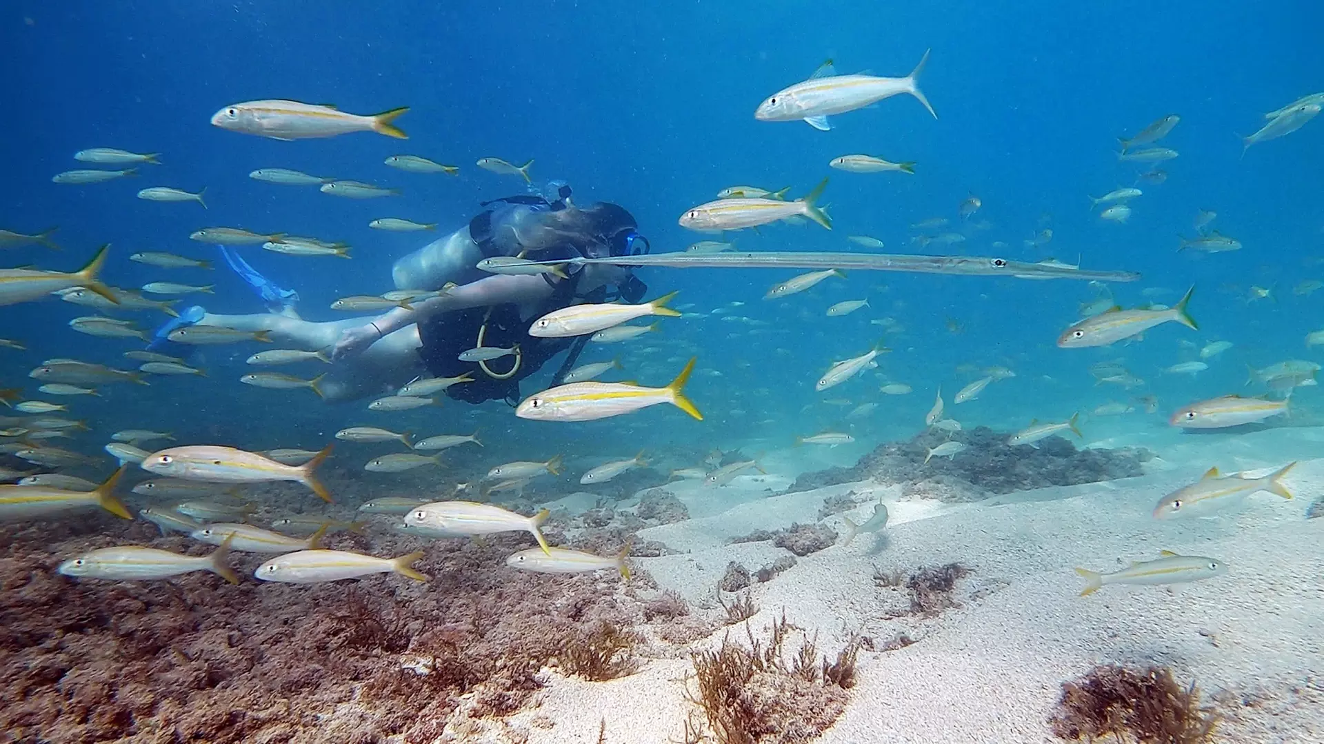 Explore Honolulu’s Underwater Wonders: Try Scuba Diving's Guided Scuba Tours with Gear & Videos- Up to 62% Off - Primary Image