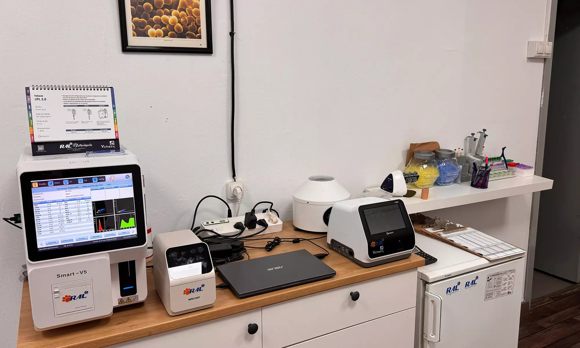 ¡Cuida a tu mascota! Esterilización para perro macho, gato o gata