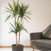 Image 1: Plante Dracaena Marginata