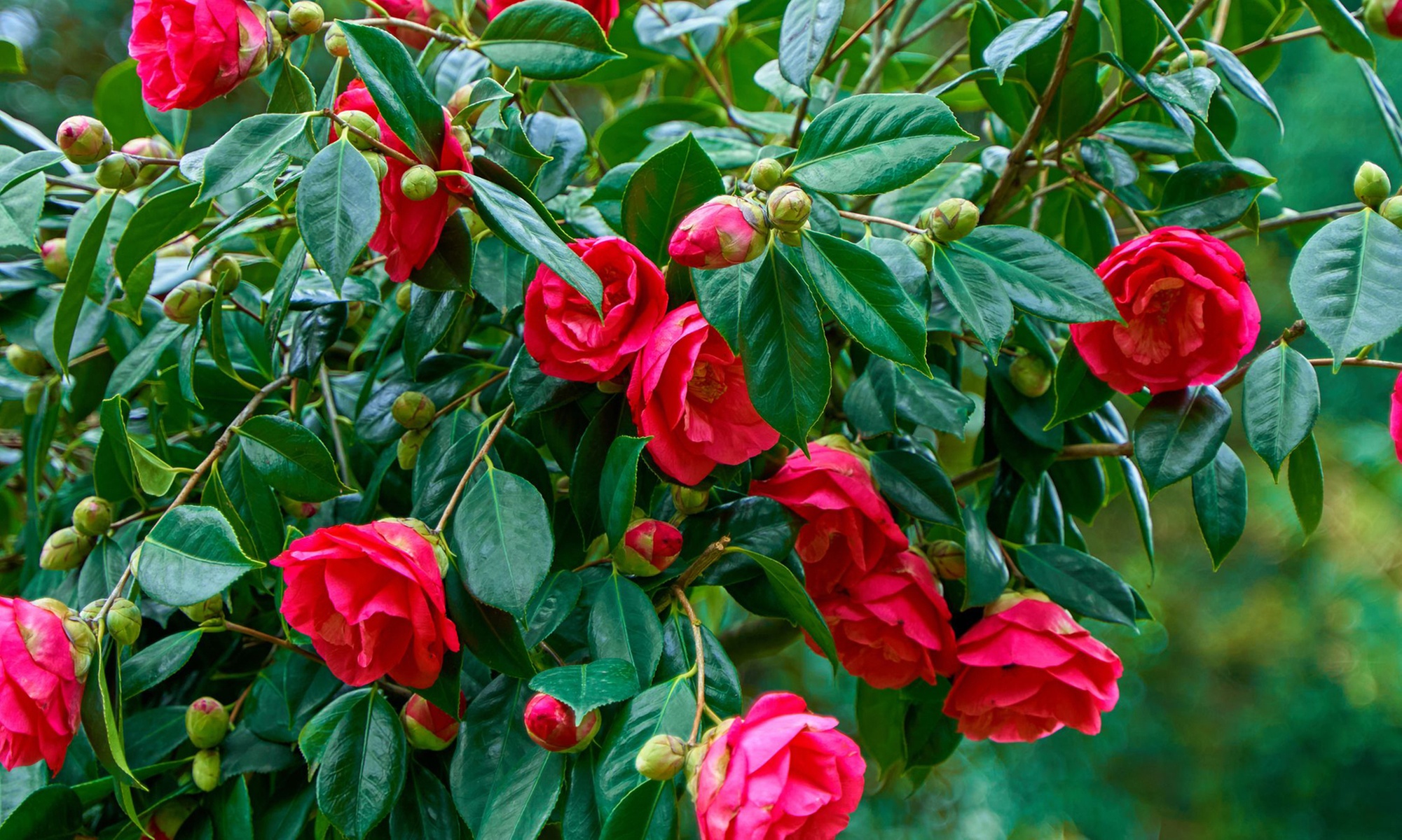 1 o 2 rosas japonesas