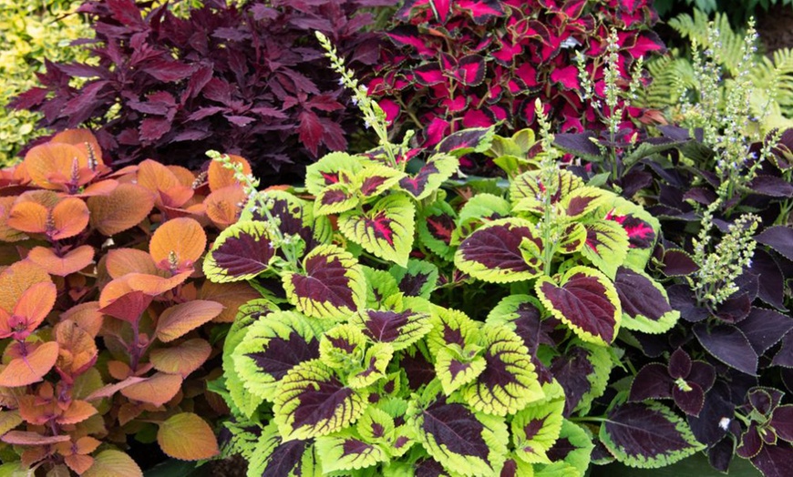 Image 6: 15 Mixed Garden Ready Summer Bedding Plant Collection