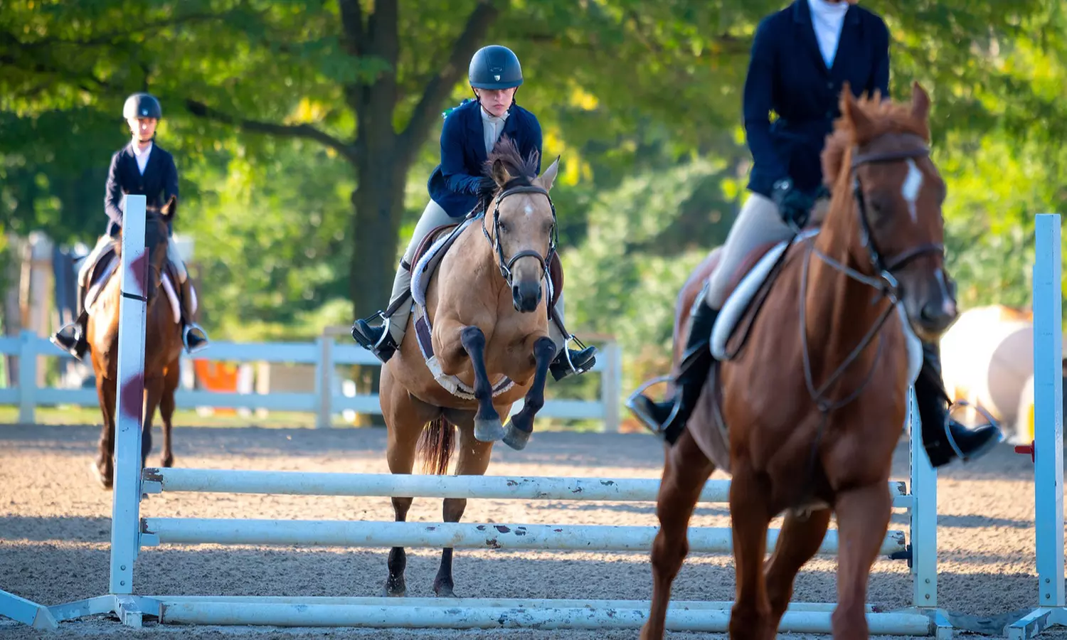 Intro Horseback Riding Lessons with One or Two 30-Minute Sessions