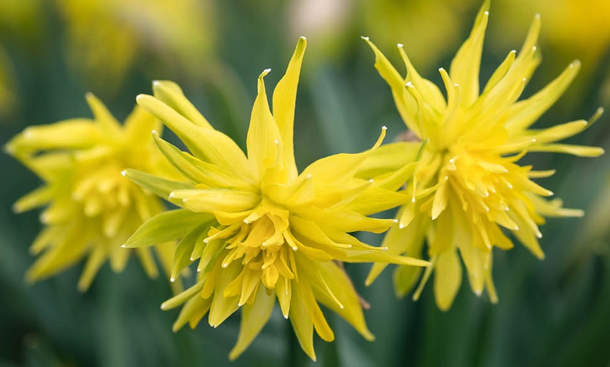 Image 5: 25 or 50 Narcissus 'Rip van Winkle' Spring Flowering Bulbs