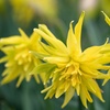 Image 5: 25 or 50 Narcissus 'Rip van Winkle' Spring Flowering Bulbs