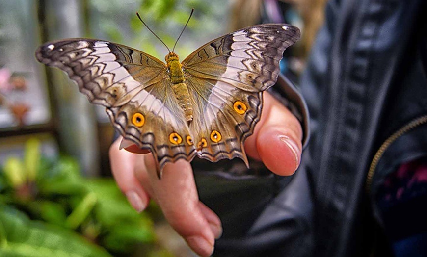 Image 10: Discover Vibrant Colors w/ Dubai Butterfly Garden Pass:1, 2,/ 4 Adults