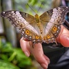 Image 10: Explore Dubai's Butterfly Garden with Pass for One, Two or Four Adults