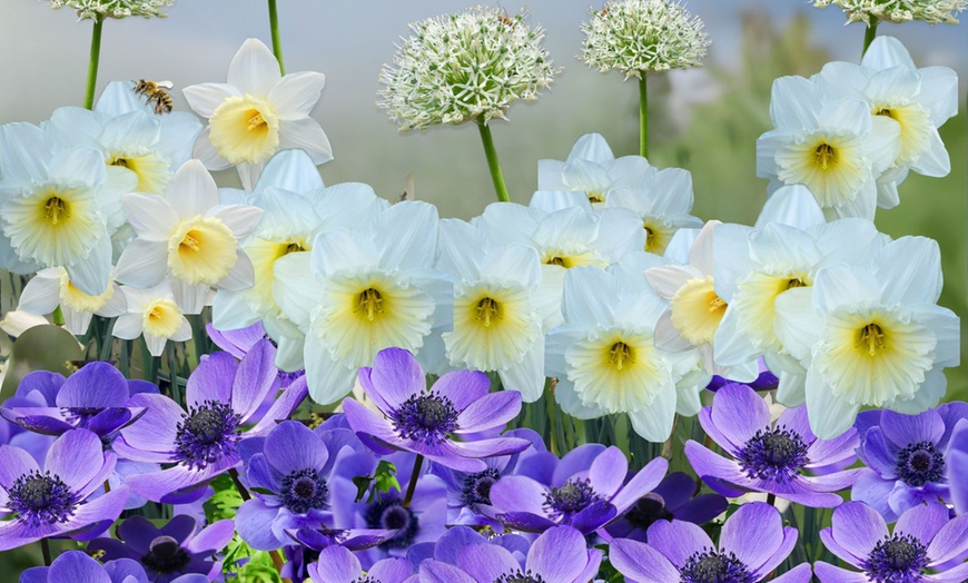 Image 1: Set van 35 gemengde bloembollen