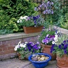Image 1: Summer Flowering Cascading Basket Plants