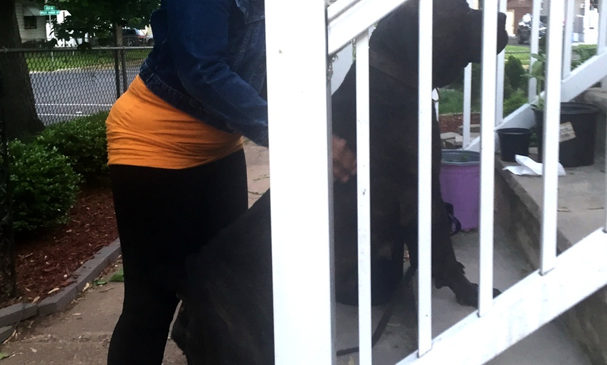 Image 2: Experience 1, 3, or 5 Reiki Sessions for Your Pet's Well-being