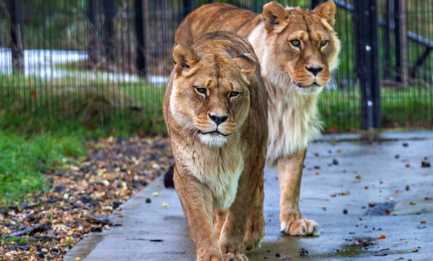 Image 13: General Admission to Belfast Zoo For Child, Adult, or Family 