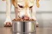 iMounTEK Stainless Steel Hanging Dog Food and Water Crate Bowl for Kennel Cages - Second Medium