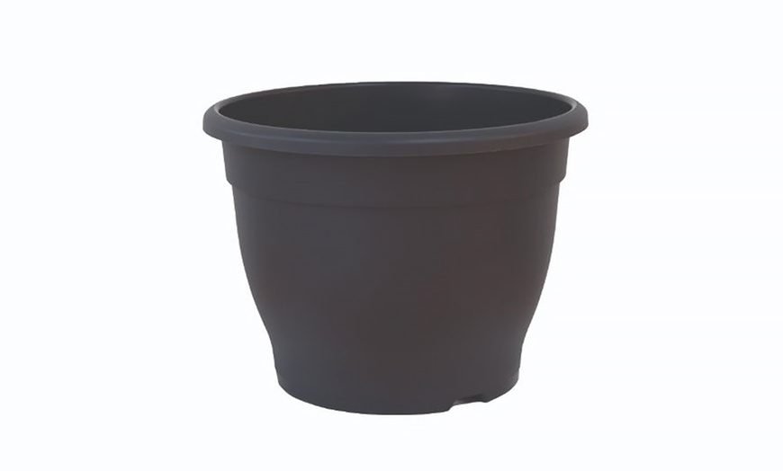 Image 4: Lavender Phenomenal - 3 or 6 Potted Plants with Optional Pots