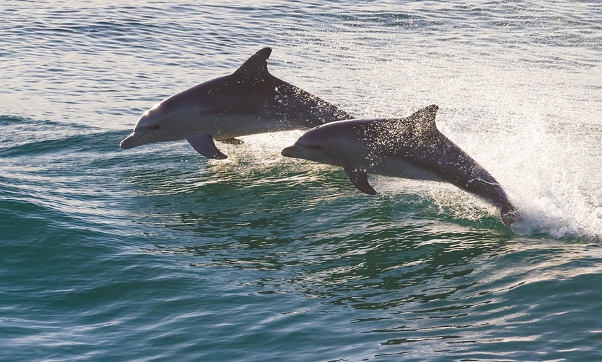 Image 4: Dolphin Watch & Historical Tour at St. Augustine Harbor