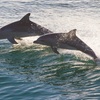 Image 4: Dolphin Watch & Historical Tour at St. Augustine Harbor