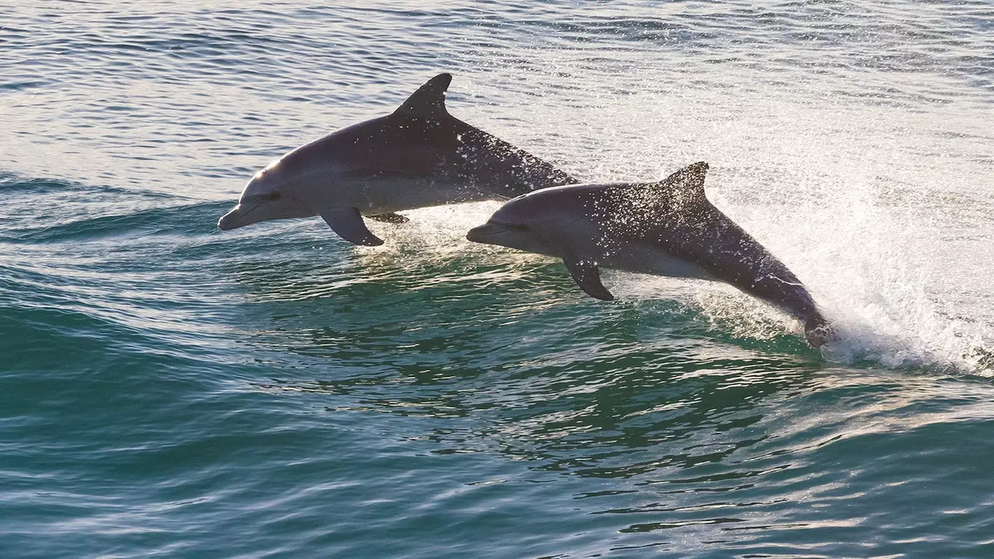 Dolphin Watch & Historical Tour at St. Augustine Harbor