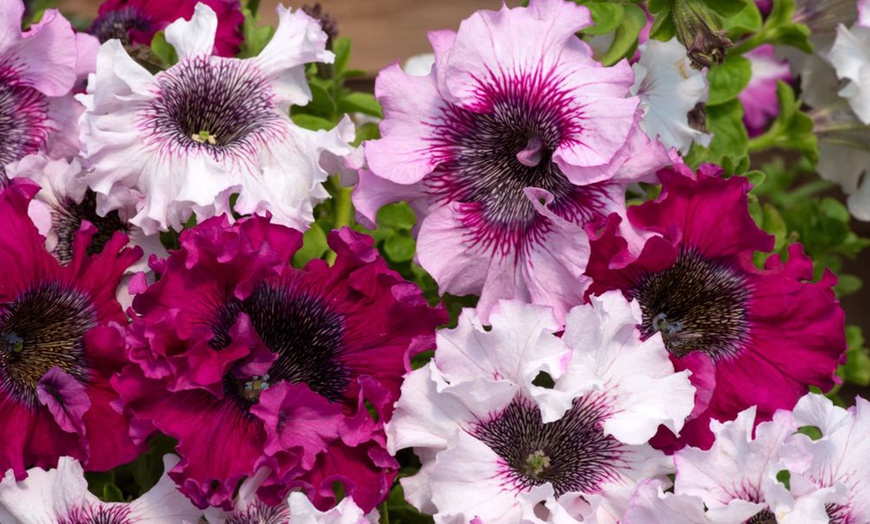 Image 23: Pack of 15 Garden Ready Mixed Variety Petunia Plants