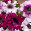 Image 23: Pack of 15 Garden Ready Mixed Variety Petunia Plants