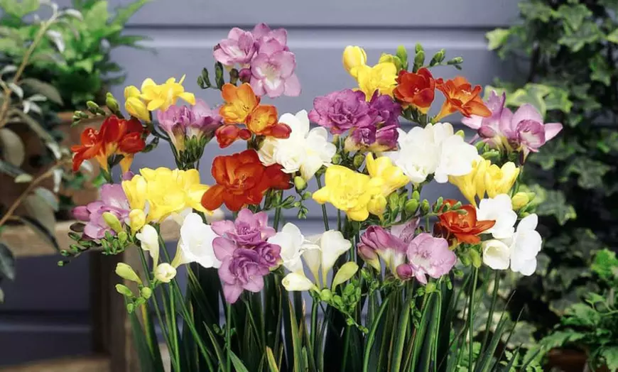 Image 4: Summer Flowering Bulb Collection