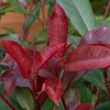 Image 5: 1 or 2 Photinia Red Robin Standard Tree with Patio Planter