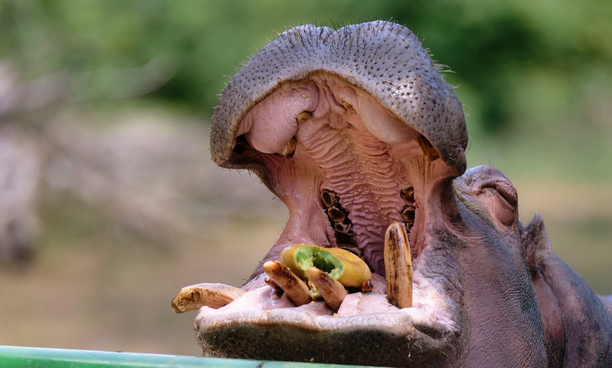 Image 30: Vivre les missions d’un soigneur au Touroparc Zoo
