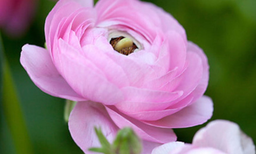 Image 6: 80 bulbos de ranúnculo en diferentes colores