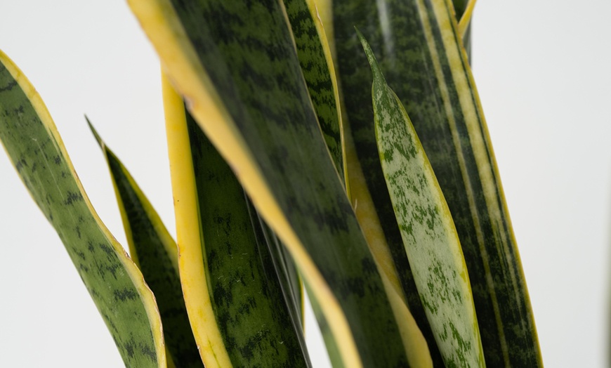 Image 6: Plante Sansevieria