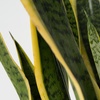 Image 6: Plante Sansevieria