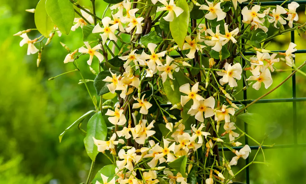 Set de 1 o 2 plantas de jazmín toscano XXL, de Gardenzo