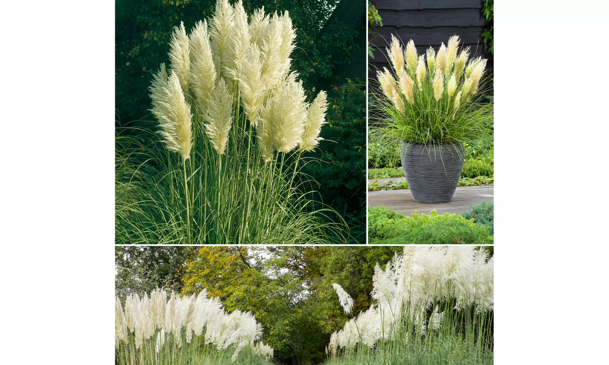 3 o 6 piante di Pampasgras americano