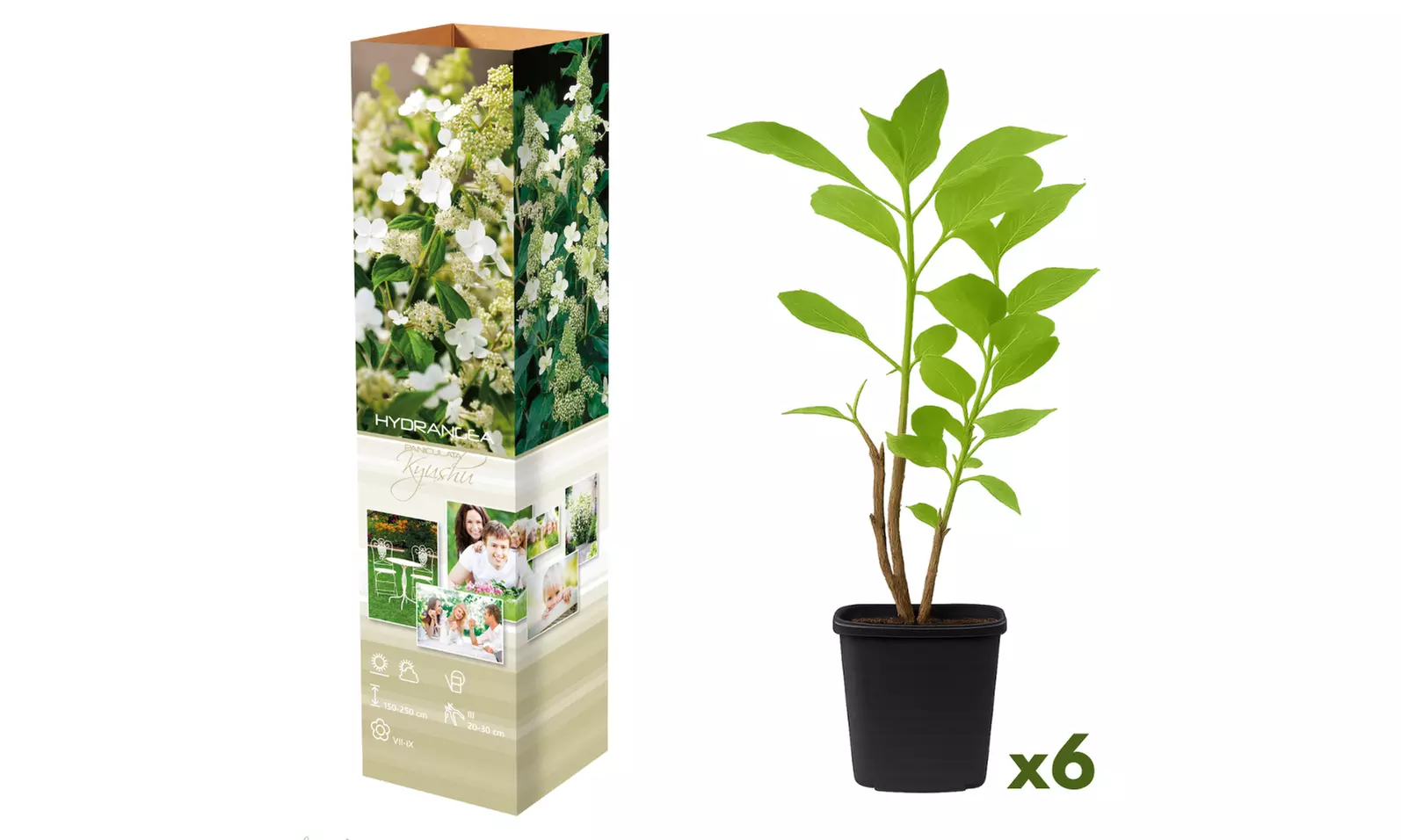 Set van 3 of 6 hortensia's