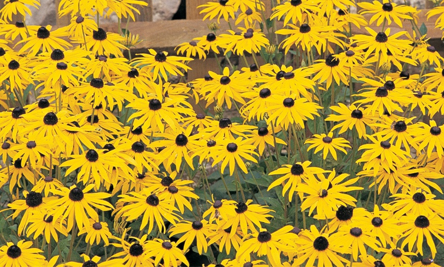 Image 14: Rainbow Perennial Collection - 72 or 144 Plants